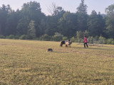 Association Française du Border Collie (AFBC)