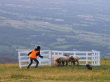 Association Française du Border Collie (AFBC)