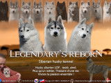 Of Legendary's Reborn