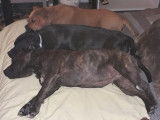 Les Animaux Stars