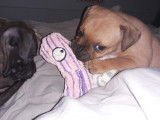 Les Animaux Stars
