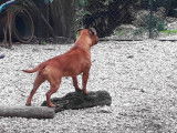 Les Animaux Stars