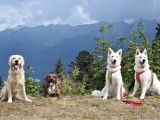 Eowyn, Pio, Adhara et Argos Week-end de sociabilisation au coeur de la Savoie