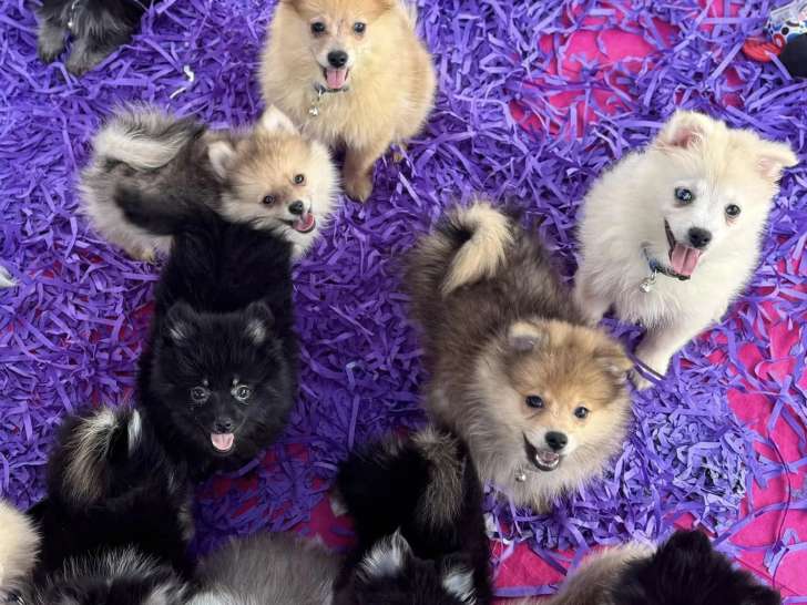 Petits Bouts du Bonheur