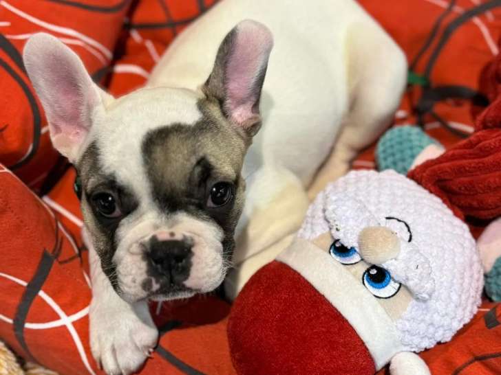 Petits Bouts du Bonheur