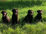 Labradors du Grand Trianon