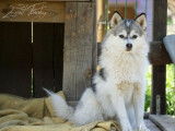 Yanka, femelle pomsky F2
