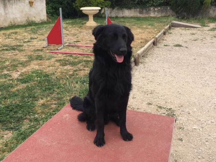 Éducation Canine Aix-en-Provence
