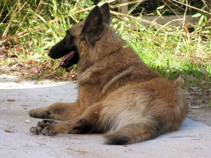 Les Bergers Du Mistral