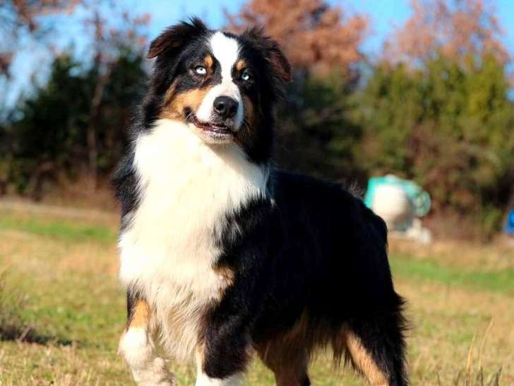 Les Bergers Du Mistral