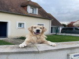 Garde Animaux Caen