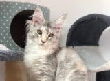 Garde Animaux Caen
