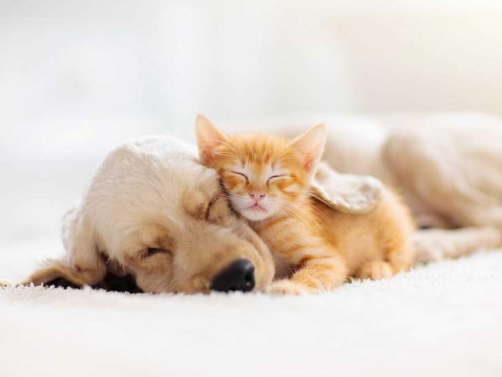 Centre Can'ain et F&eacute;l'ain