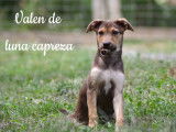 Luna Capreza