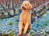 Labradoodle d'Occitanie