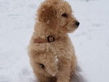 Labradoodle d'Occitanie