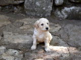 Labradoodle d'Occitanie