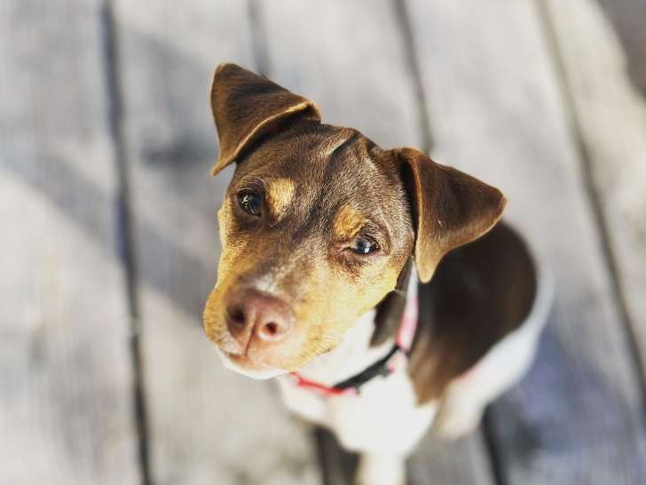 Les copains d’abord