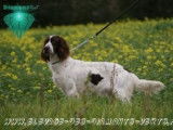 Des Diamants Verts