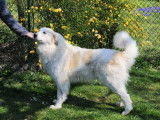 CH. Mabelle De Bigerionnes