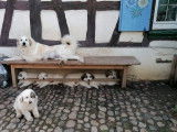 De La Petite Ferme de Wihr