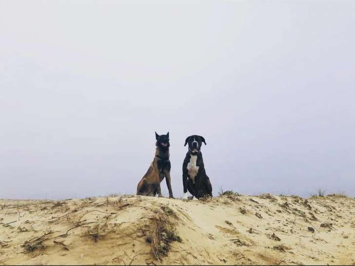 Les copains d’abord