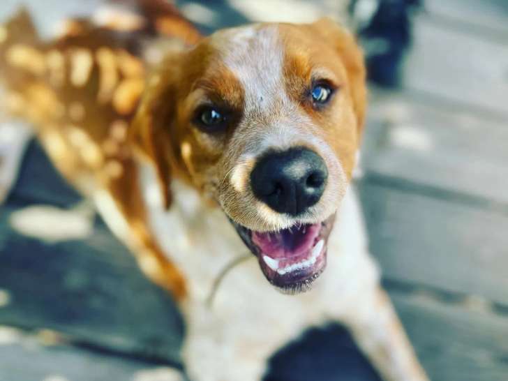 Les copains d’abord