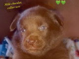 Chiot disponible - Mâle chocolat