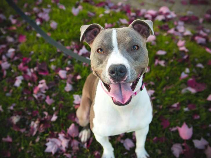 Au Bonheur d'Olyssko