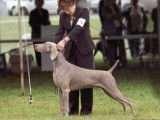 Weimaraner Association Of Canada