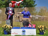 Weimaraner Association Of Canada