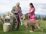Weimaraner Association Of Canada