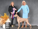 Weimaraner Association Of Canada