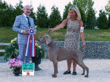 Weimaraner Association Of Canada