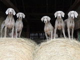 Weimaraner Association Of Canada
