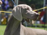 Weimaraner Association Of Canada