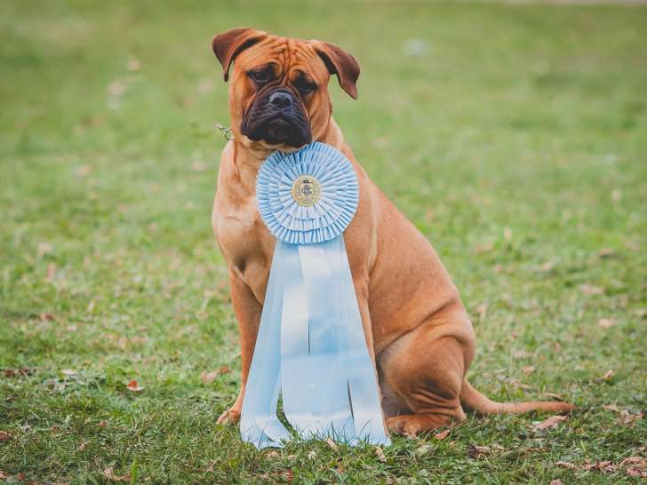 Bullmastiff Fanciers Of Canada