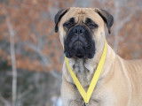 Bullmastiff Fanciers of Canada