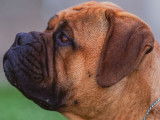 Bullmastiff Fanciers of Canada