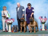 Bullmastiff Fanciers of Canada