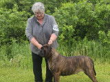 Bullmastiff Fanciers of Canada