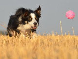 Animal Balance
