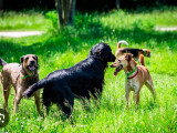 Animal Balance