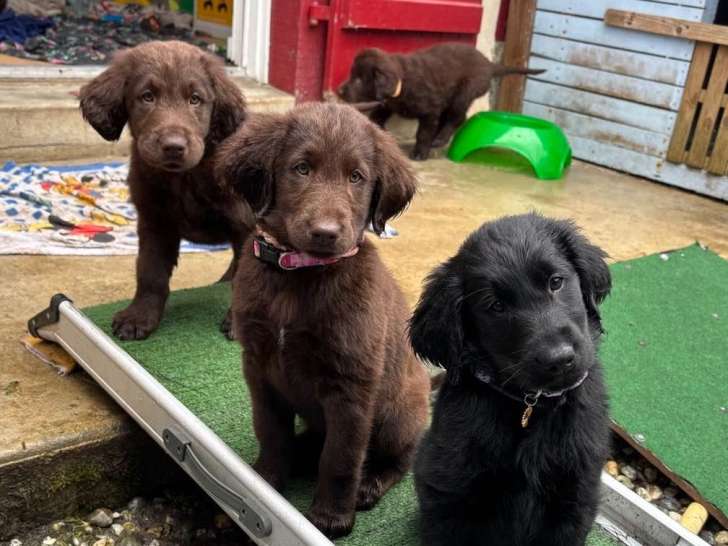 Étoiles Sacrées du Sud