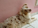 De Jereylle
