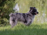 Or bleu Des Lutins Du Petit Ried