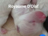 Du Royaume d'Olaf