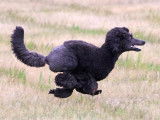 Poodle Club of Canada