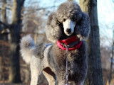 Poodle Club of Canada