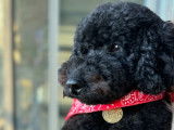 Poodle Club of Canada